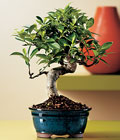 Tokat �i�ek sipari�i sitemizin g�rsel �r�n� Bonsai saks� �i�e�i i� mekan bitkileri s�s bitkisi