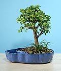 Tokat �i�ek g�nder firmam�zdan g�rsel �r�n bonsai japon minyat�r saks� �i�e�i i� mekan bitkileri s�s bitkisi
