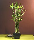 Tokat �i�ek g�nder firmas� �ahane �r�n�m�z Lucky Bamboo �ans mele�i �i�e�i bambu �i�e�i
