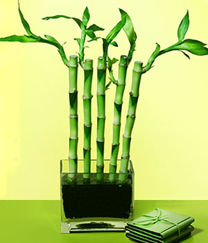 Tokat �i�ek�ilik g�rsel �i�ek modeli firmam�zdan Lucky Bamboo �ans mele�i �i�e�i bambu �i�e�i