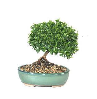 Tokat Pazar �enyurt �i�ek�i firma �r�n�m�z Bonsai k���k japon a�ac� i� mekan s�s bitkisi
