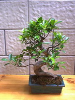 Tokat Elvankent �i�ek�i firmas� �r�n�m�z Bonsai k���k japon a�ac� i� mekan s�s bitkisi