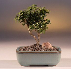 Bonsai k���k japon a�ac� i� mekan s�s bitkisi Tokat �i�ek�ilik g�rsel �r�n modeli 