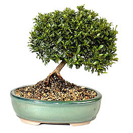 Bonsai k���k japon a�ac� i� mekan s�s bitkisi Tokat Turhal �i�ek�i firma �r�n�m�z