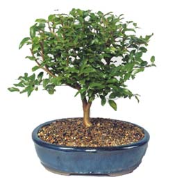 Bonsai k���k japon a�ac� i� mekan s�s bitkisi Tokat Eryaman �i�ek�i firma �r�n�m�z