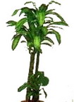 Tokat B�y�kbeyba�� �i�ek�i firma �r�n�m�z Dracaena massengena yuka saks� �i�e�i i� mekan bitkileri s�s bitkisi